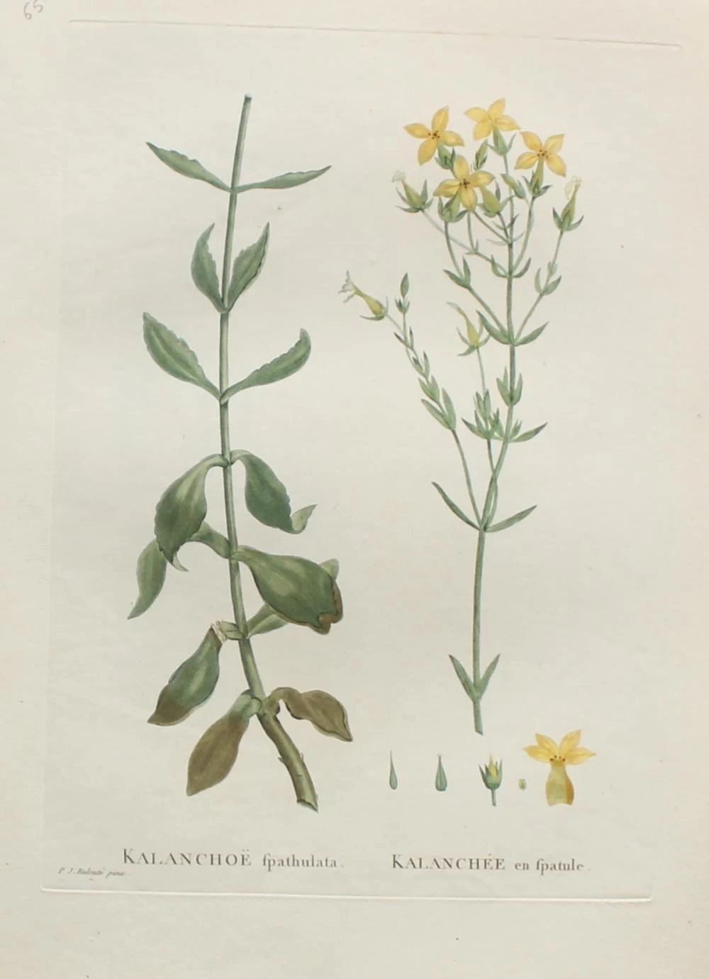 Kalanchoe fpathulata